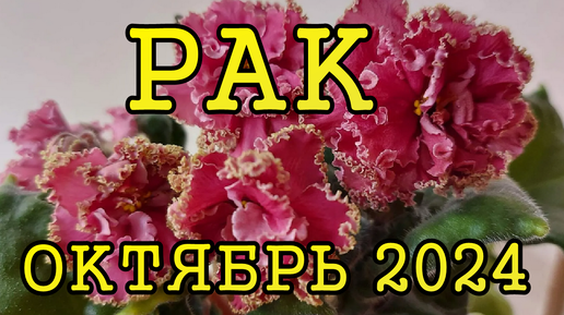 РАК таро прогноз на ОКТЯБРЬ 2024 года.