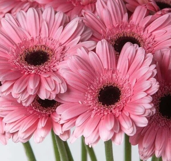 Гербера розовая.