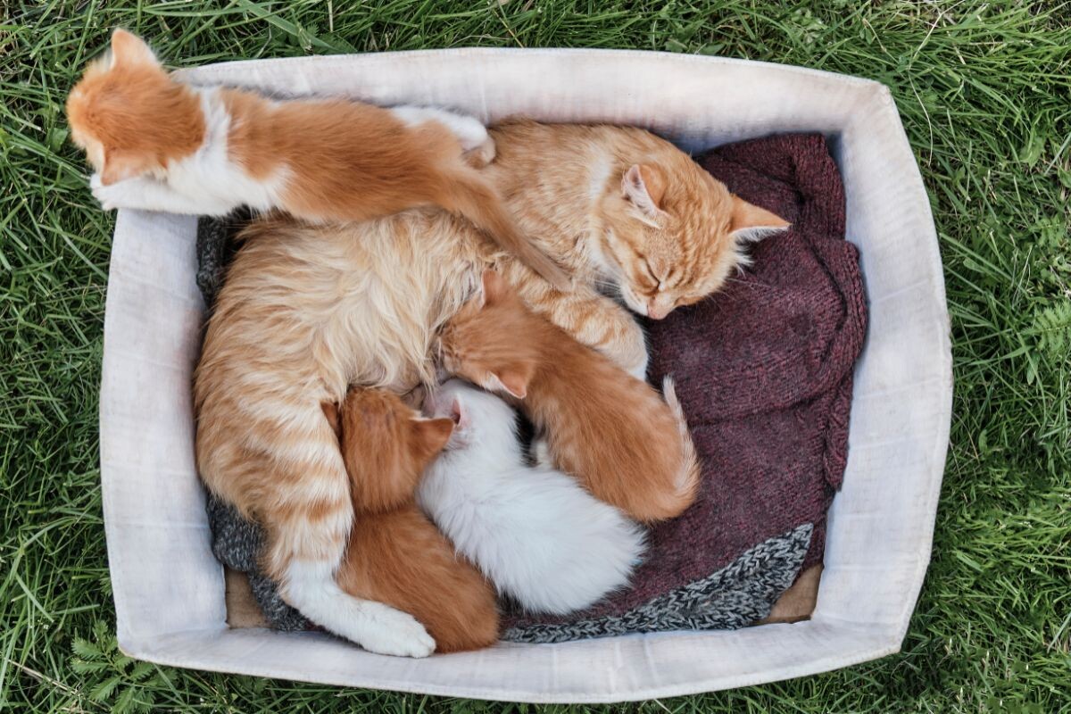 Когда можно отлучать котят от кошки