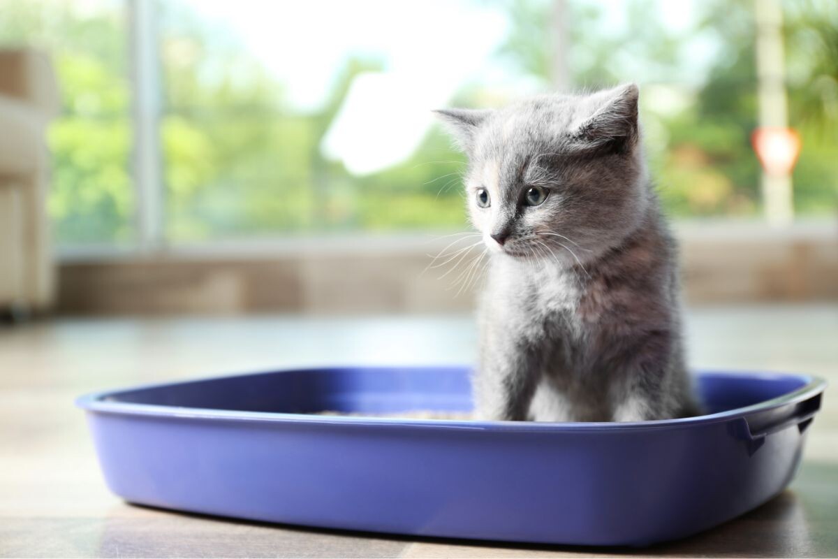 Котёнок в лотке 