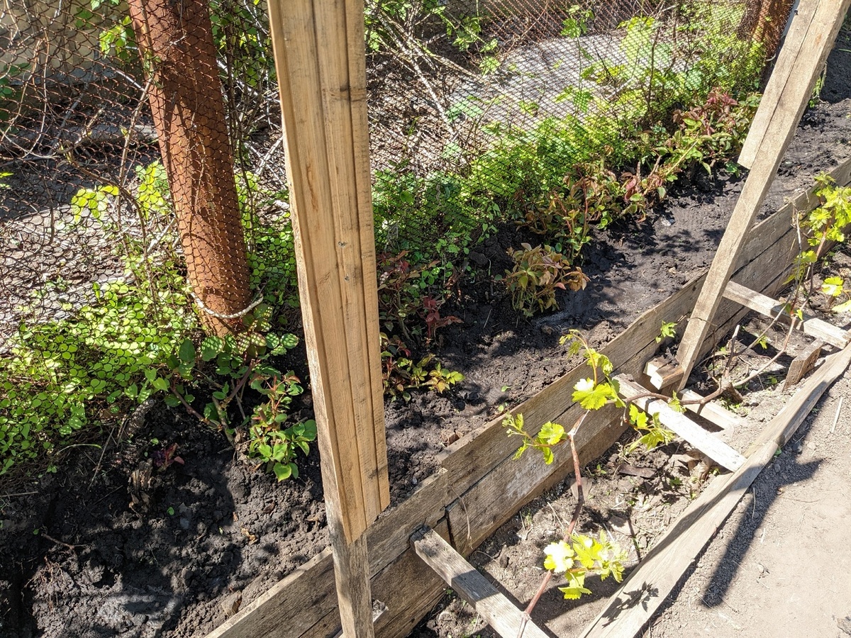 Так выглядит виноградная траншея