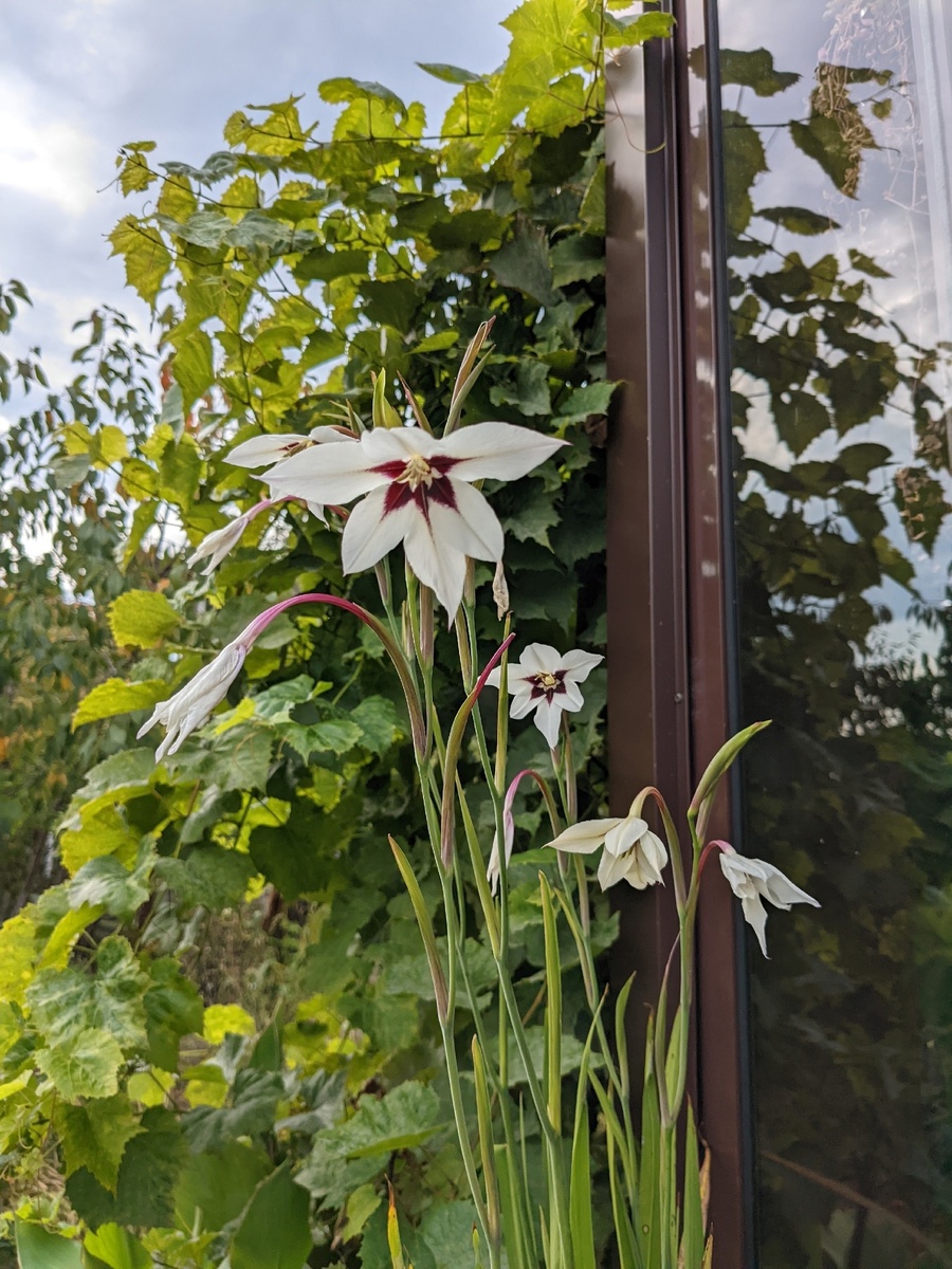 Ацидантера влюбила в себя в прошлом году, а в этом сезоне цветения не получилось