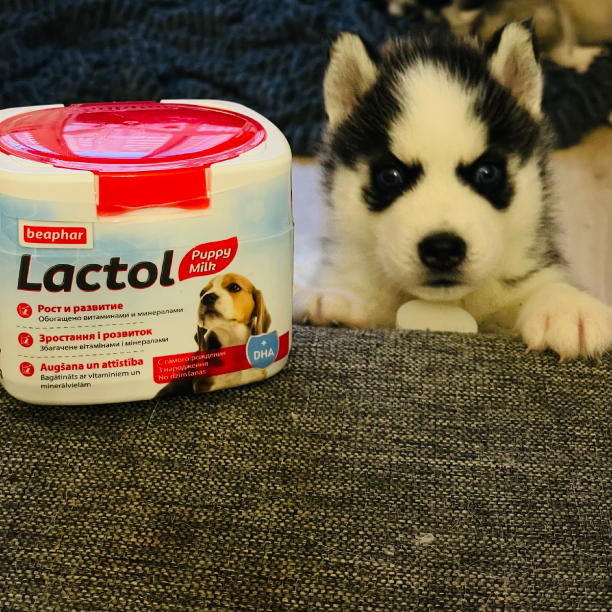 Малышка Пандо. Lactol Puppy Milk-лучшая смесь для дополнительного прикорма. Сама пробовала, оно идеально! 