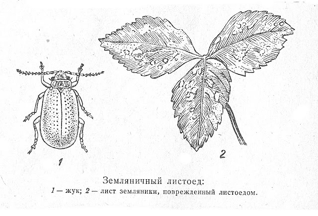 Земляничный листоед