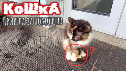 Tải video: Кошка пришла к людям просить помощи и долго ждала когда её заметят / она ждала почти сутки !