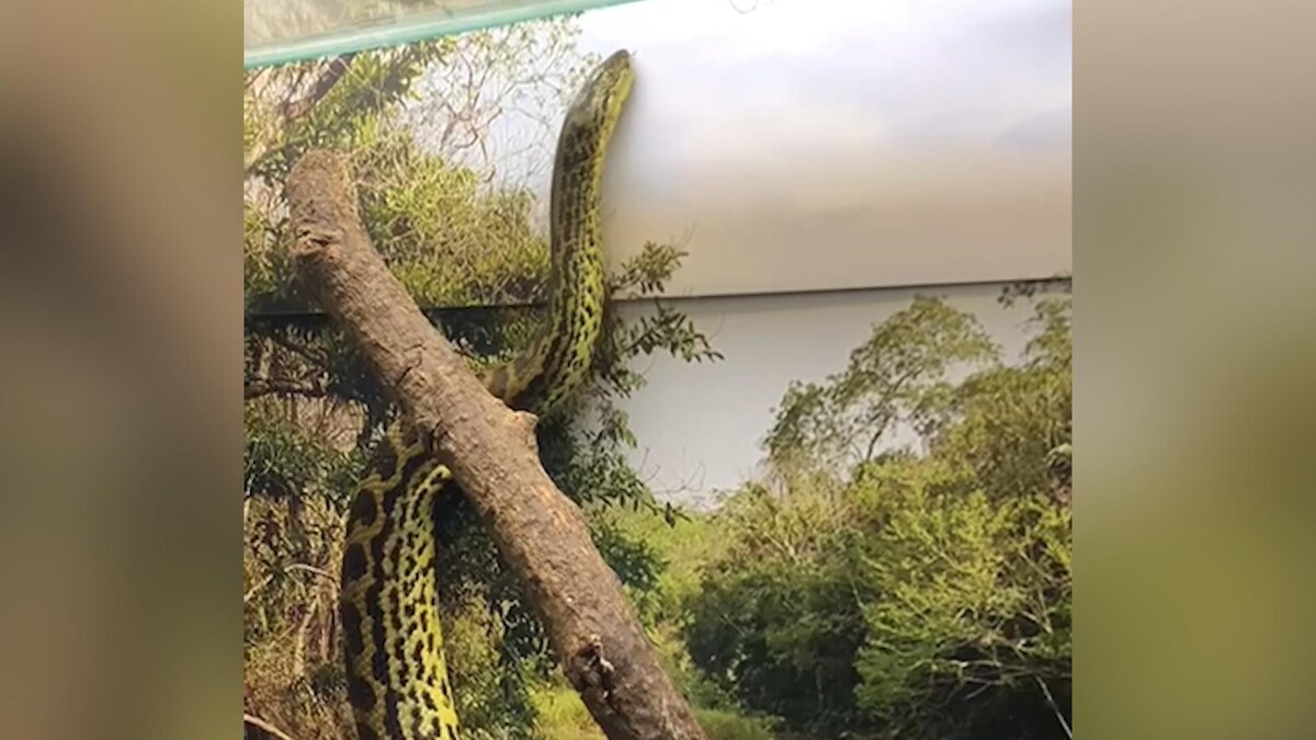    Фото: t.me/lenzoopark