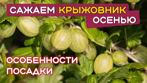 Как ПРАВИЛЬНО посадить КРЫЖОВНИК осенью. ОСЕНЬ - лучшее время для посадки крыжовника.