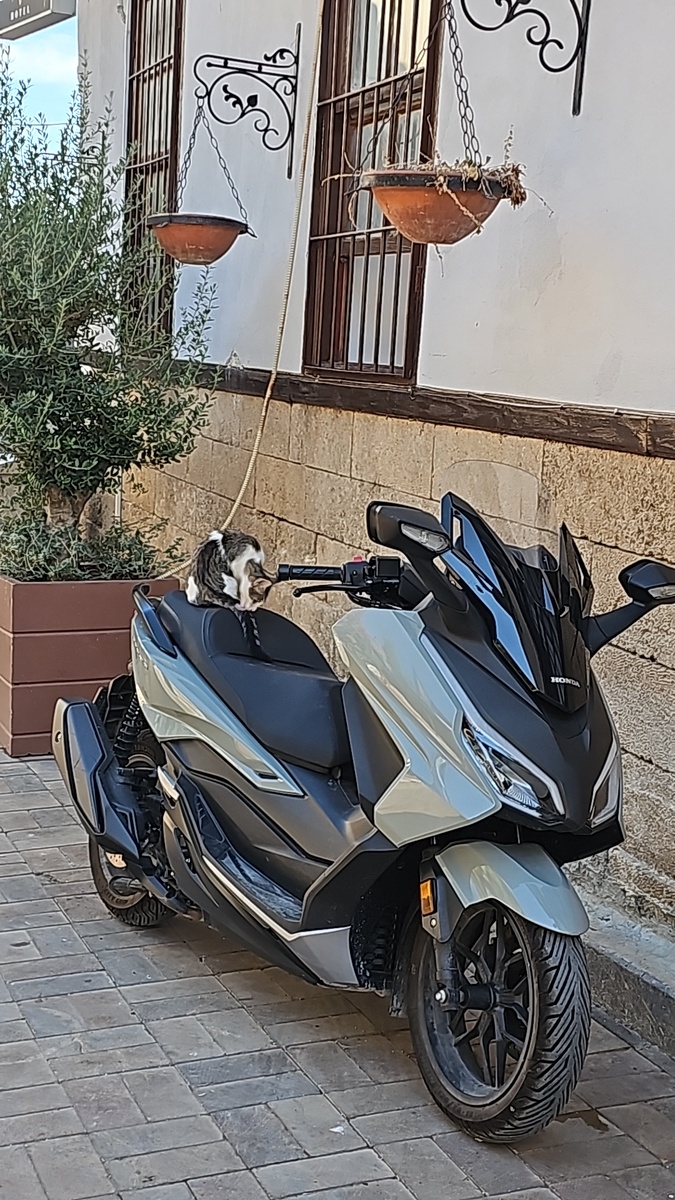 Везде вольготно себя чувствуют