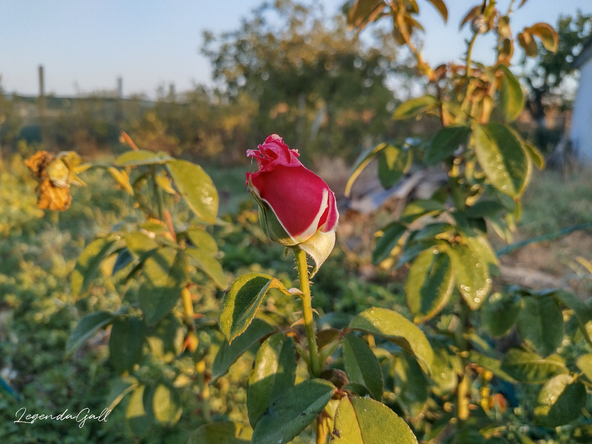 Розочки просыпаются