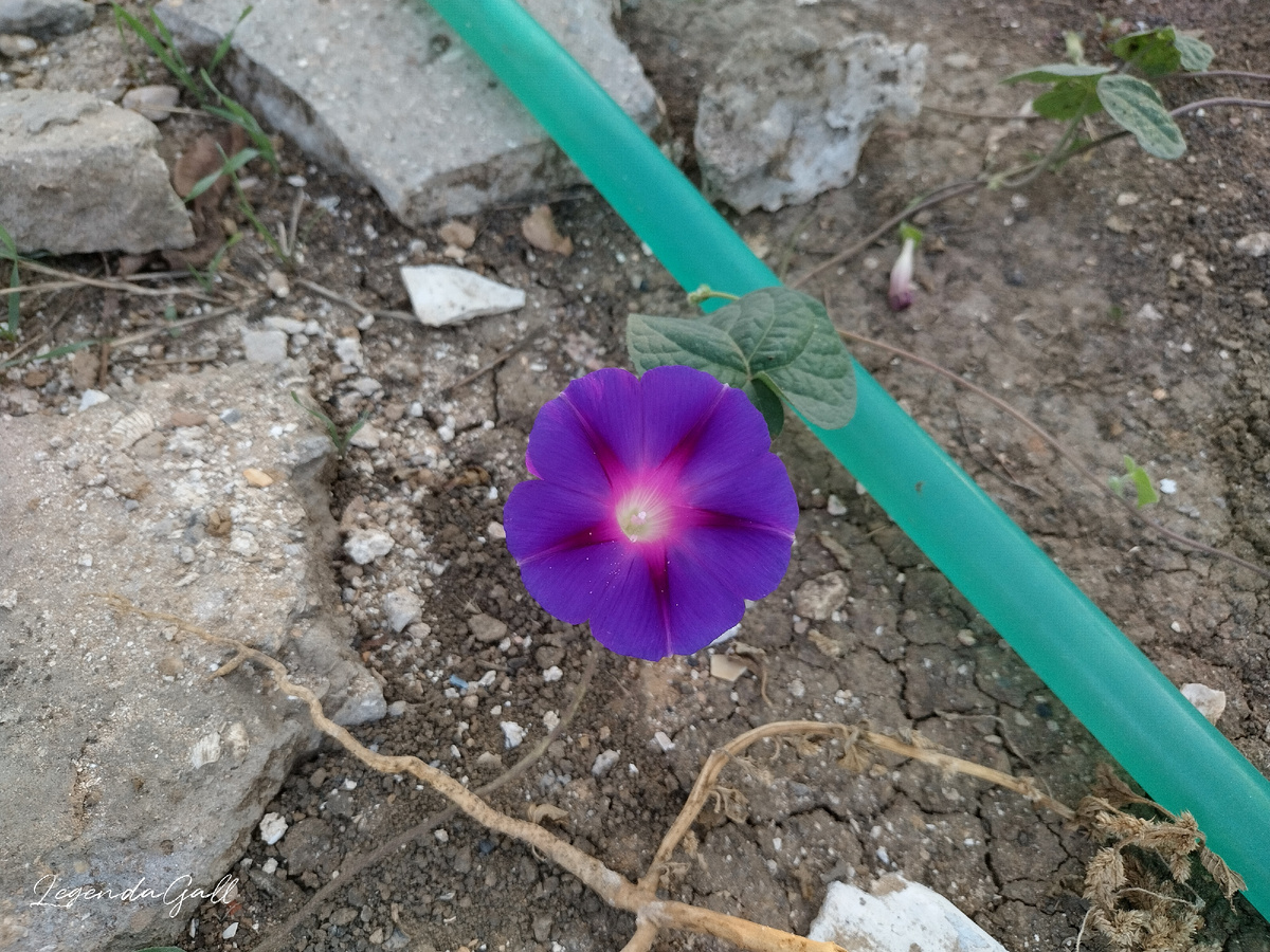 Ипомея вдруг во всех углах повылезала