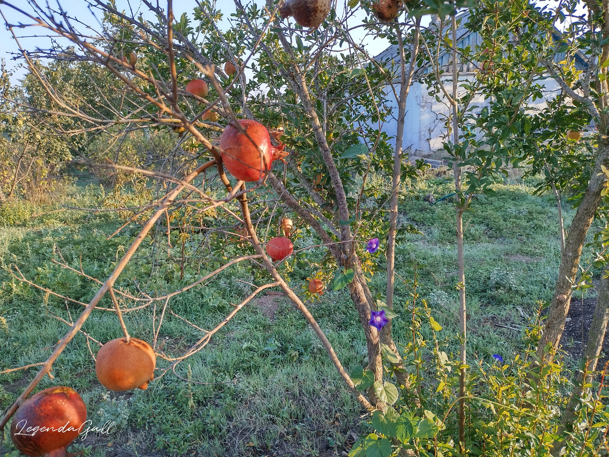 У кого-то ипомея батат, а у меня ипомея гранат )))