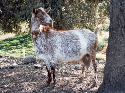 коза породы Флорида Испания