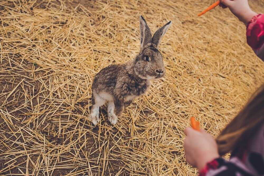 Фото: https://kokos-hotel.ru/gallery/rabbit-park#prettyPhoto