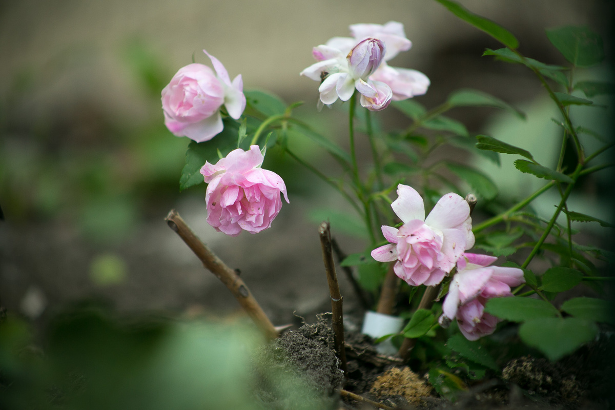 Роза Mozart's Lady. Автор фото Елена Якимова / Greenfingers