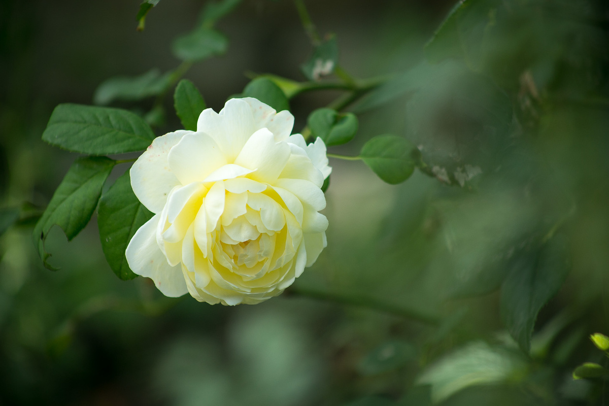 Английская роза Claire Austin. Автор фото Елена Якимова / Greenfingers