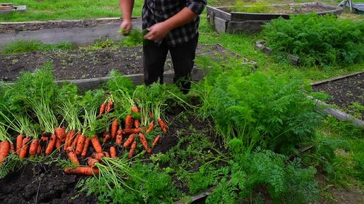 Download Video: Купила продукты на пенсию Собираю урожай морковки со своего огорода Не знаю куда её девать Много получилось ПОДВАЛ ИЛЬИЧА жизнь в деревне