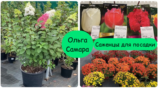 Зеленая страна 💚 Садовый центр Веры Глуховой 🌷🌼🌻 УДАЧНО ЗАШЛА ✅ Взяла сразу ТРИ 🍂 Сентябрь, 2024