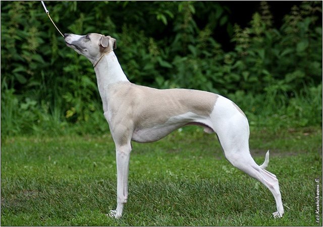 Уиппет — это порода собак, которая относится к группе борзых. Она известна своей высокой скоростью и выносливостью, что делает её идеальной для участия в курсинге и бегах. Уиппеты имеют стройное телосложение, длинные ноги и тонкую шерсть, что способствует их быстрому движению. Эти собаки дружелюбны, умны и преданны своим владельцам. Они хорошо адаптируются к городской жизни, но требуют регулярных физических нагрузок для поддержания здоровья и хорошего настроения.