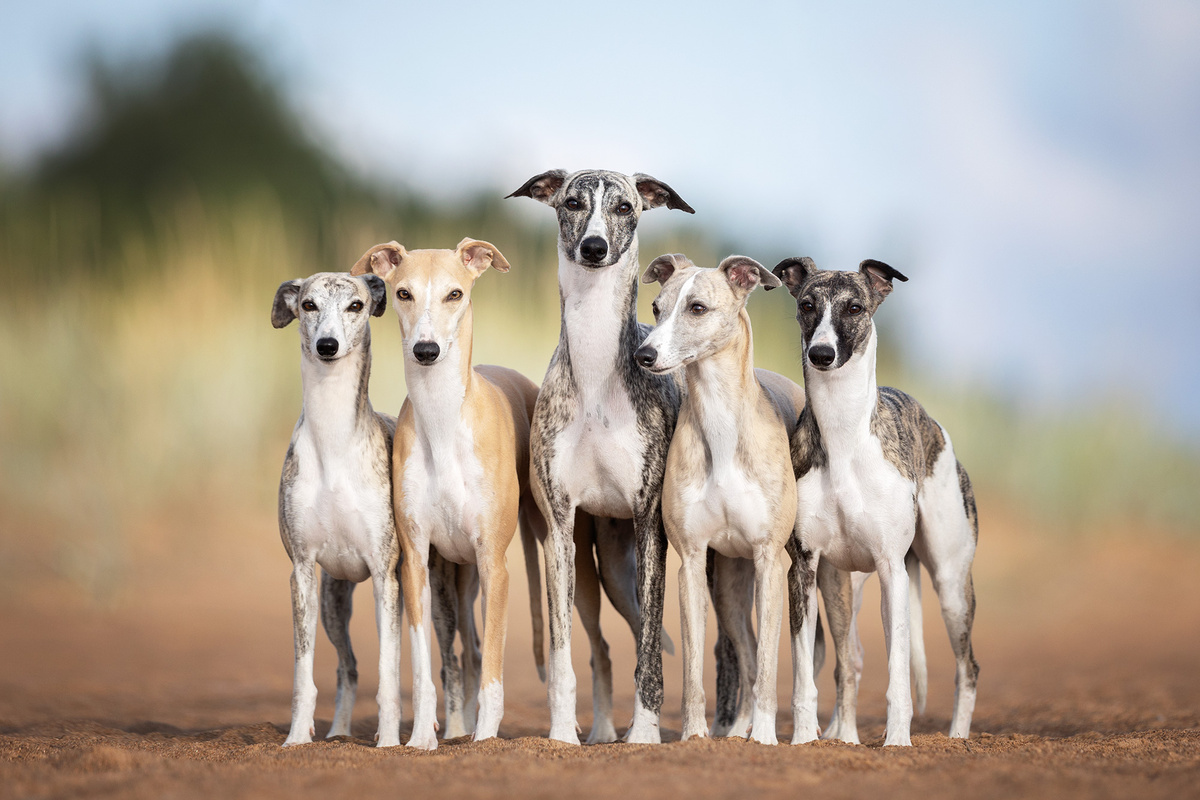 Уиппеты могут иметь различные окрасы шерсти, хотя наиболее распространенными являются черно-подпалый, голубой мерль, рыжий, тигровый и другие оттенки серого и коричневого. Окрасы могут варьироваться от однотонных до пестрых, с отметинами или без них. Также встречаются собаки с белыми пятнами на теле, что добавляет им уникальности. Важно отметить, что стандарты породы допускают множество вариантов окрасов, поэтому каждый уиппет имеет свой уникальный внешний вид. 

