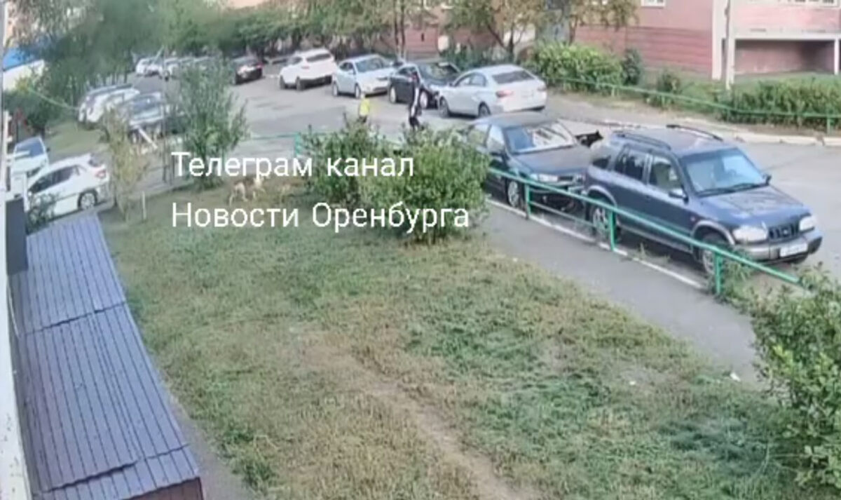    В Оренбурге на ул. Диагностики на ребенка напала стая собак (видео)