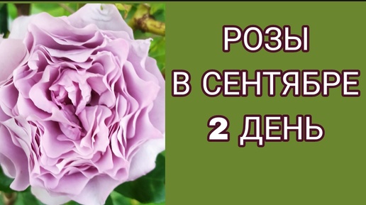 Розы в сентябре. День 2