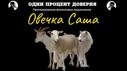 Овечка Саша