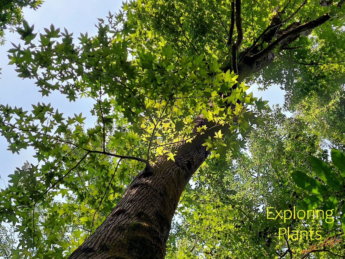 Ликвидамбар смолоносный (Liquidambar styraciflua L.) произрастает на востоке США, выделяет смолу, которую ранее использовали при лечении.