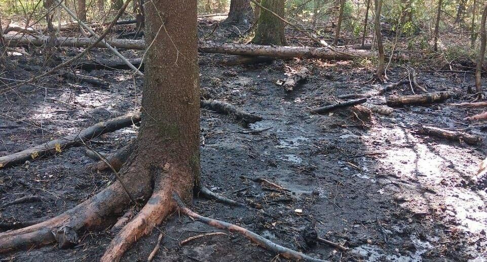    Комитет лесного хозяйства хозяйства Московской области