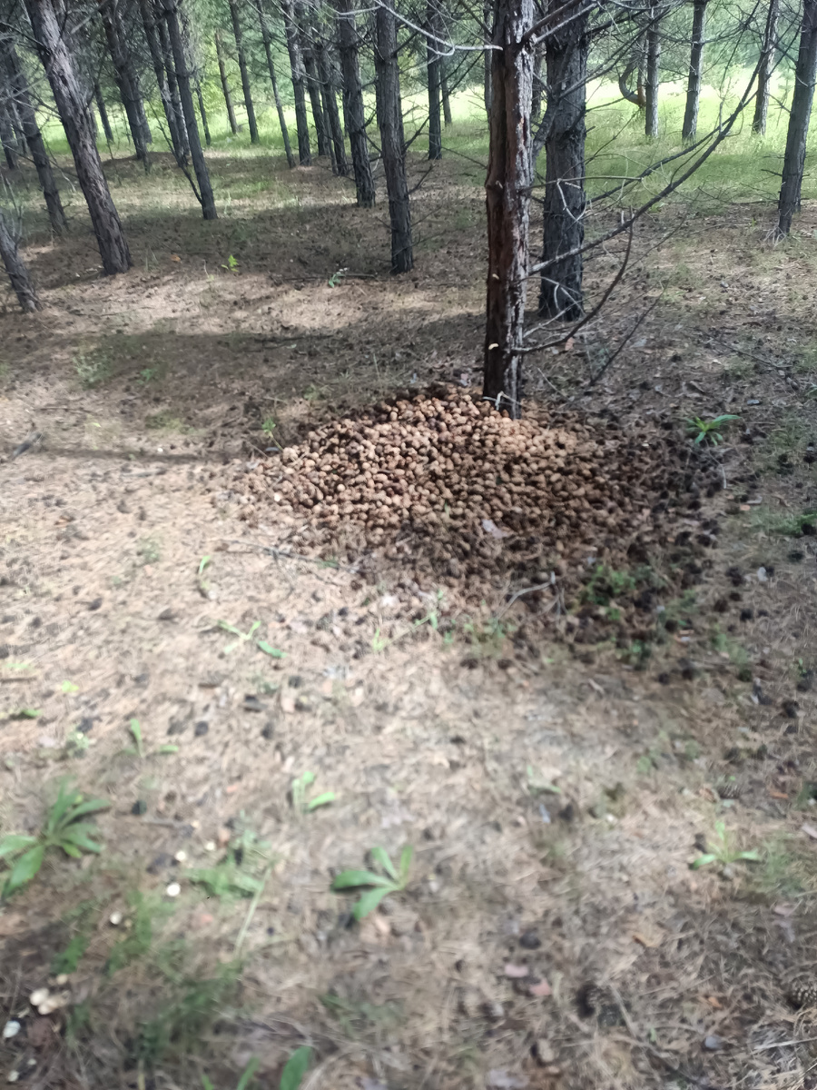 Шишки в лесу.