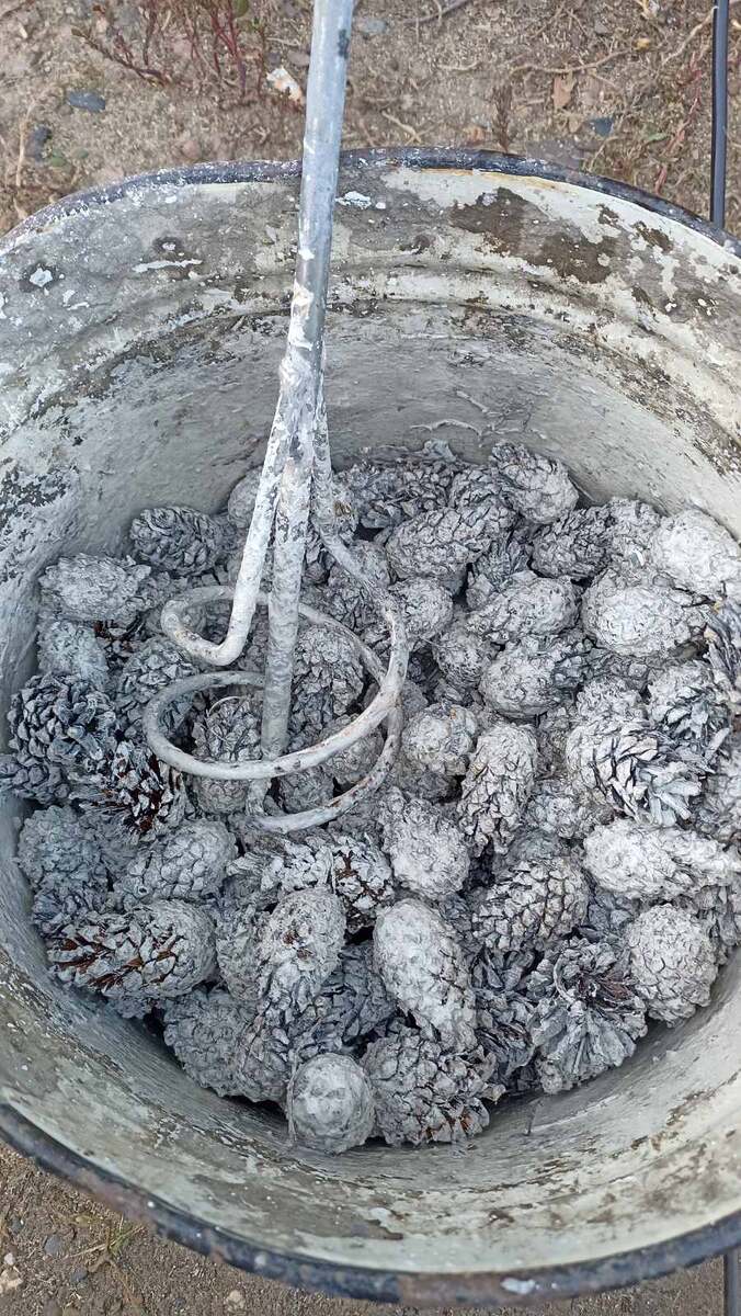 Шишки в извести