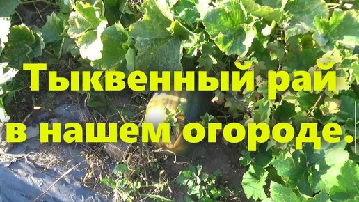 Наш маленький огород своими руками: домашняя тыква дала урожай в огороде.