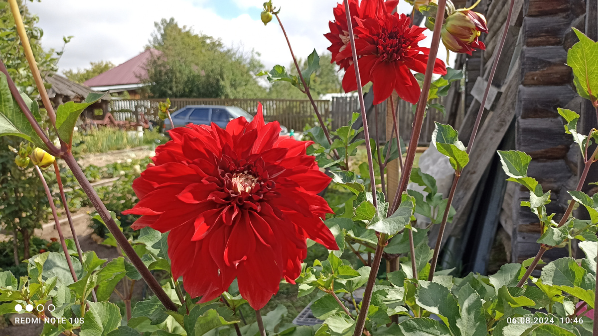 Яркий, пышный георгин. Фото автора.