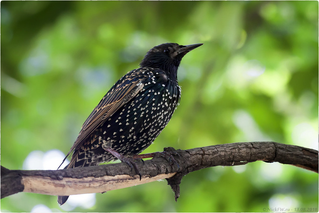 1. Скворец © NickFW.ru - 13.08.2018г.