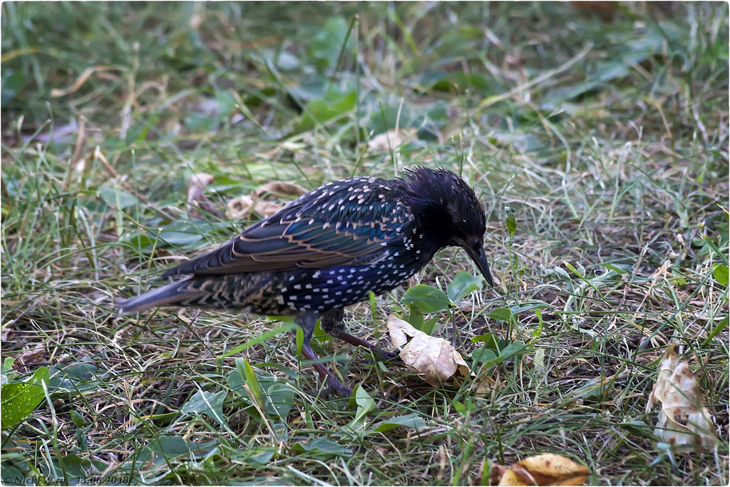 2. Скворец © NickFW.ru - 13.08.2018г.