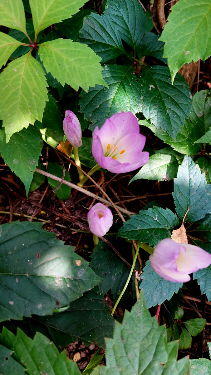 Какая бы теплая погода не стояла - вот этот цветок безвременник говорит: "Всё. Приехали. Осень". 