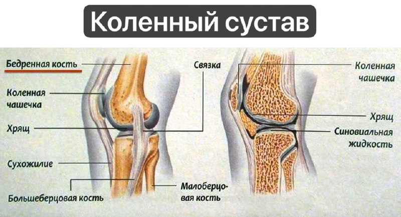 Хруст в коленном суставе