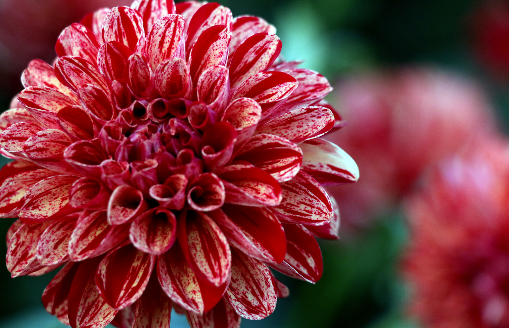 Фото: tj fay | flickr