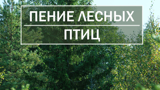 Расслабляющее пение лесных птиц. Натуральные Звуки природы без музыки.