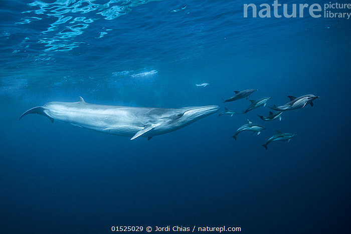 Габариты полосатика Брайда в сравнении с дельфинами-белобочками 