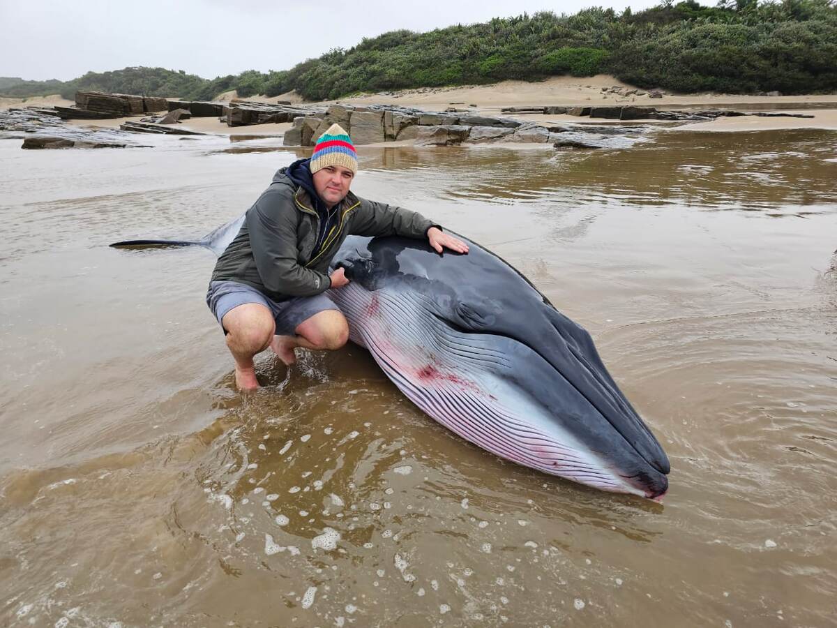 Китёнок полосатика Брайда, около четырёх метров в длину