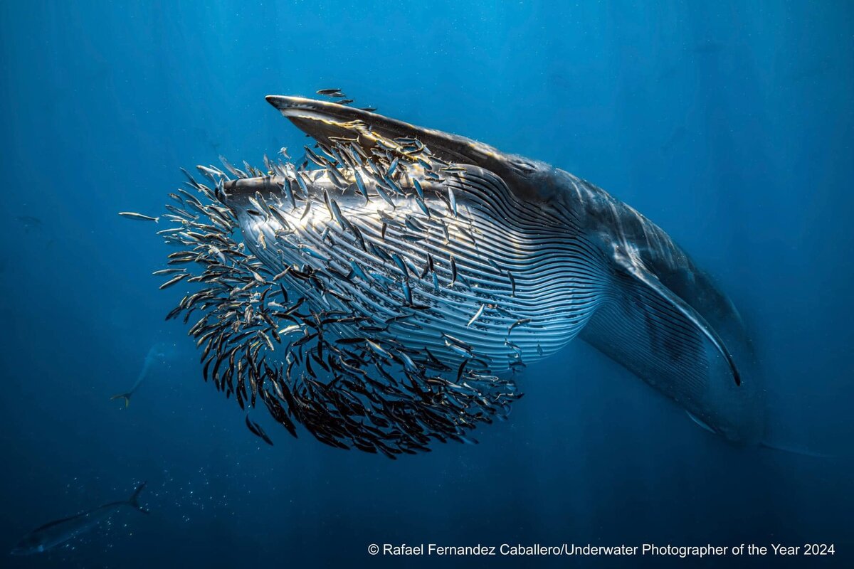 Полосатик Брайда, питающийся сардинами в заливе Магдалена