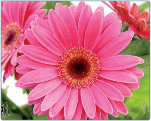 Доброго дня! Для тебя герберы.