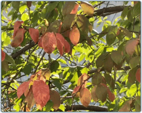 Доброго дня! Первые краски осени.