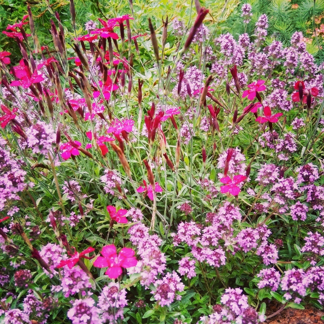 Чабрец и гвоздика травянка