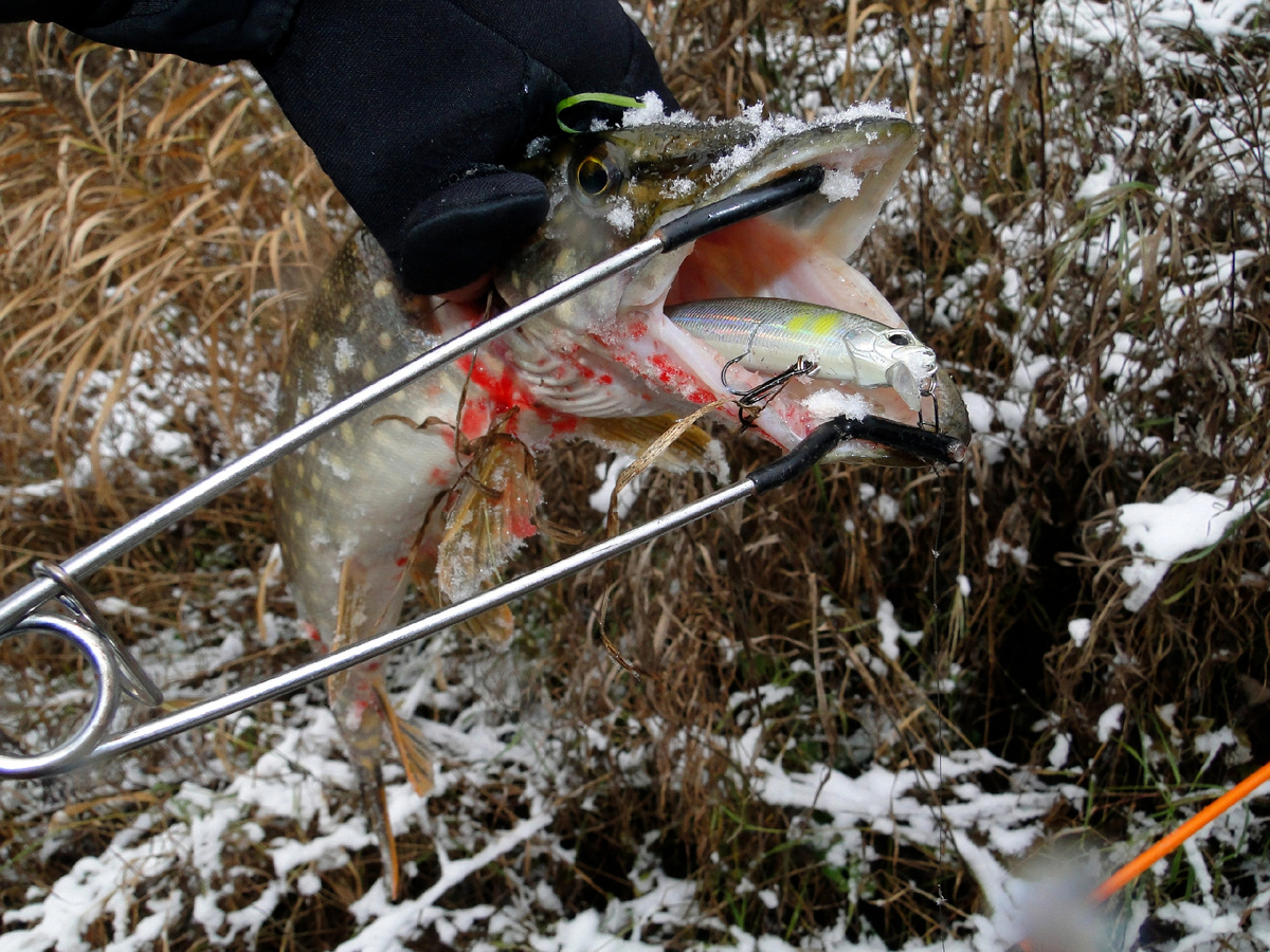 Если не путаю, поймана в начале ноября...
