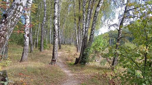 下载视频: Панорама березового леса