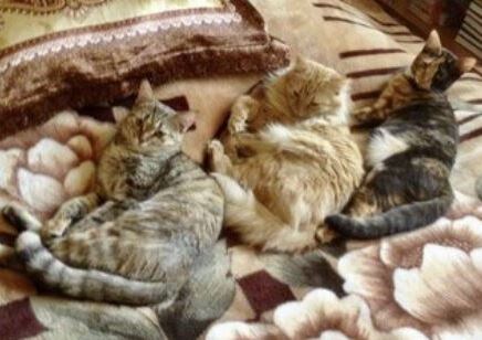 Тройное счастье (вот повезло хозяевам).