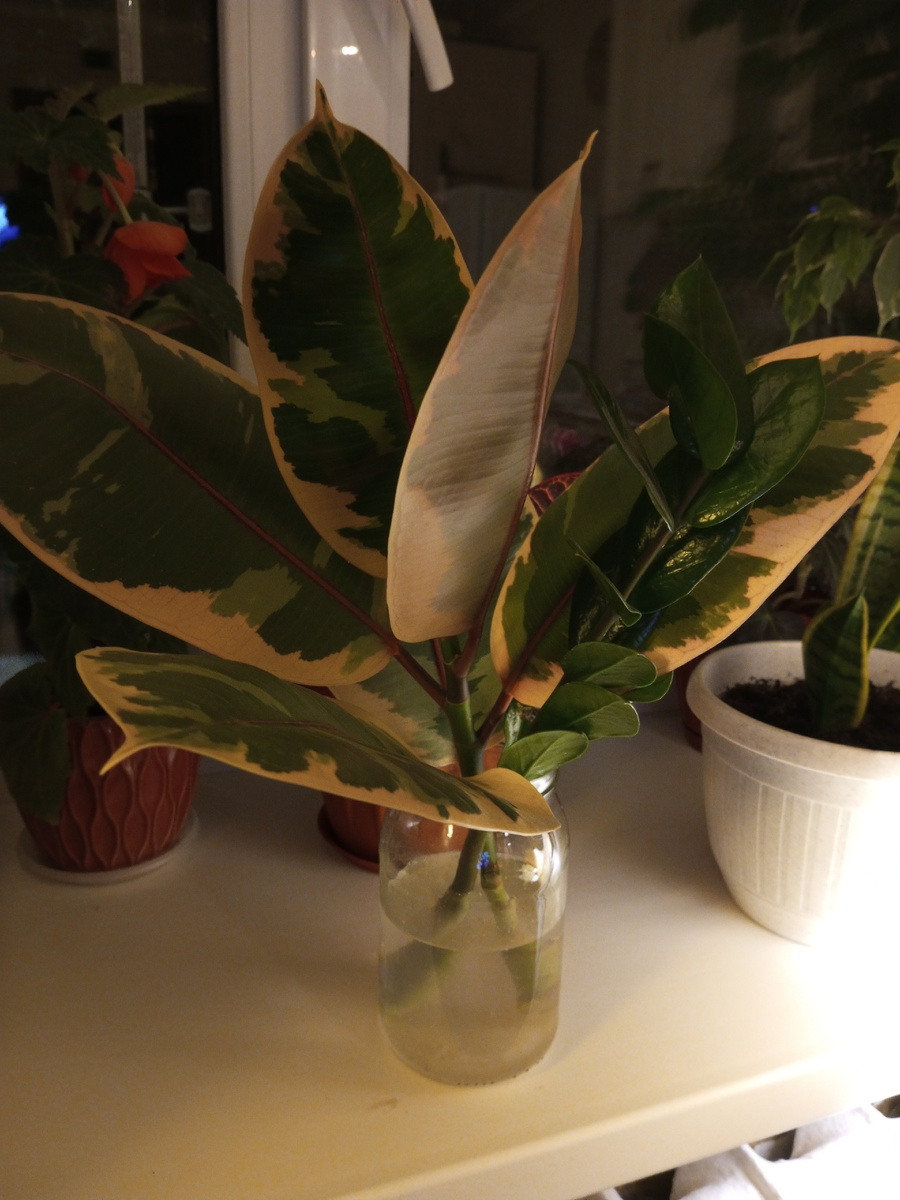 На укоренение