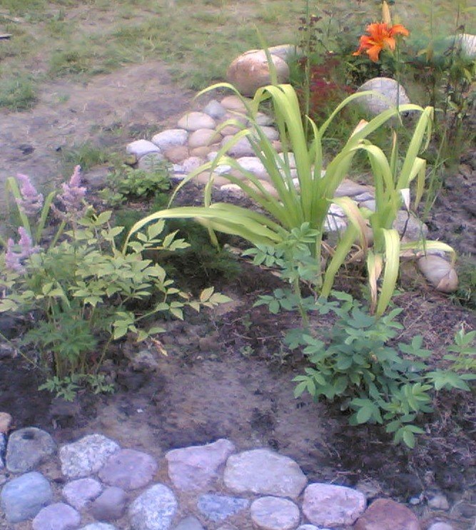 Нашла одну из первых фотографий: посадила в клумбу шиповник, астильбу и лилейник. Сразу скажу, что шиповник в клумбе - это была большая ошибка. За пару лет он разросся и всех заглушил, пришлось его, колючего, пересаживать. И потом еще лет 5 его внезапно появляющиеся ростки выдергивать из клумбы))