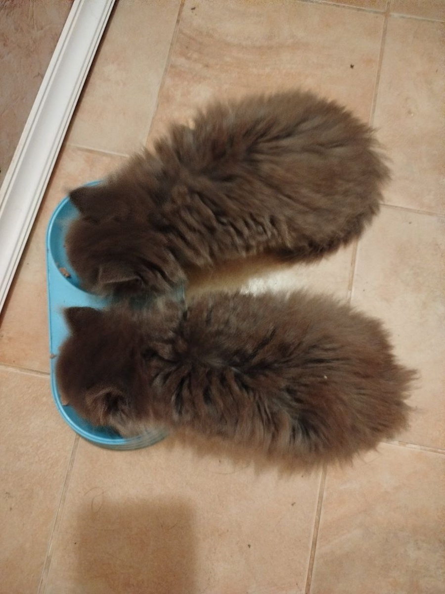 Котята-спасёныши, фото Елены